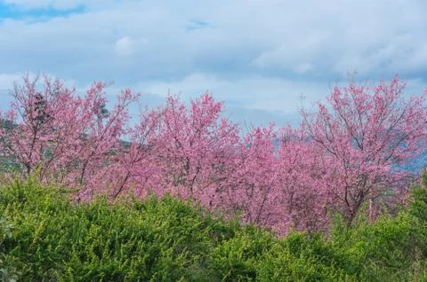 Cherry blossoms in full bloom Stock-Fotos