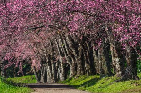 Cherry blossoms in full bloom Stock Photos