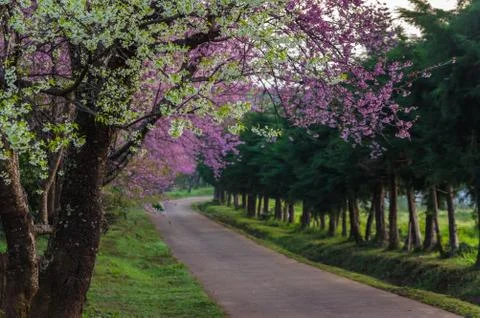 Cherry blossoms in full bloom Stock Photos