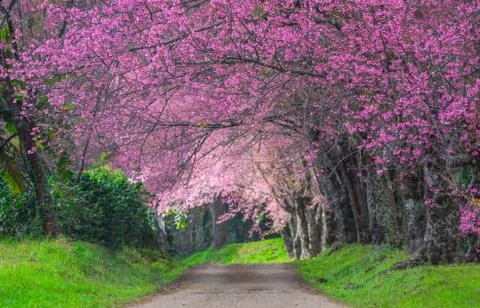 Cherry blossoms in full bloom Foto stock