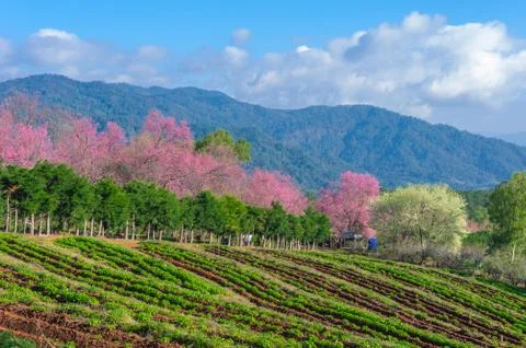Cherry blossoms in full bloom Stock Photos