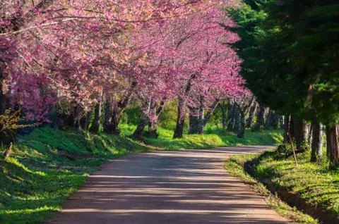 Cherry blossoms in full bloom Stock Photos