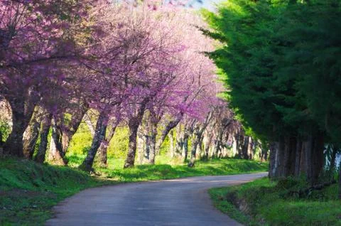Cherry blossoms in full bloom Stock Photos