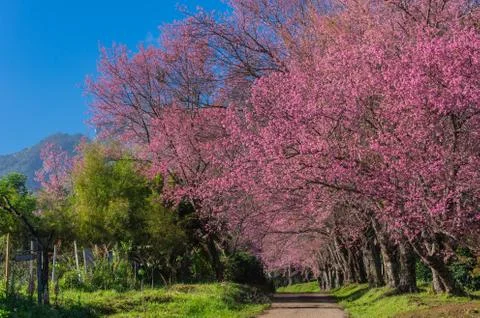 Cherry blossoms in full bloom Stock Photos
