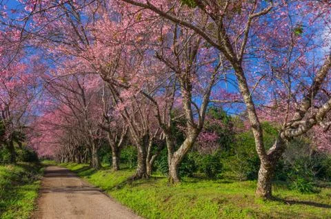 Cherry blossoms in full bloom Stock Photos