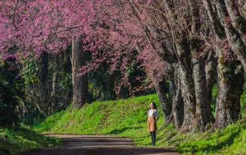 Cherry blossoms in full bloom Stock Photos