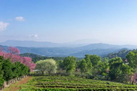 Cherry blossoms in full bloom Stock Photos