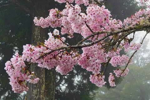 Cherry blossoms in full bloom. Stock Photos