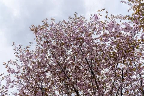 Cherry Blossoms in Full Bloom Stock Photos