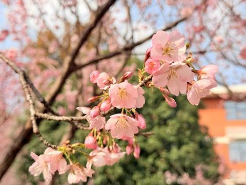 Cherry Blossoms in Full Bloom Stock Photos