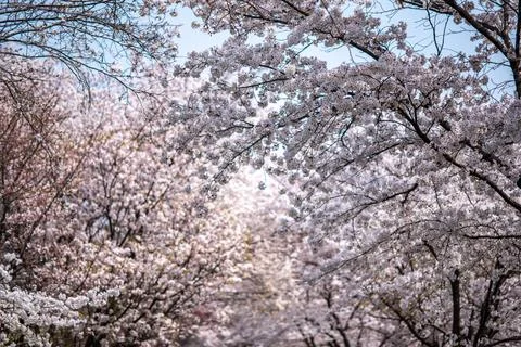 Cherry Blossoms in Full Bloom Stock Photos