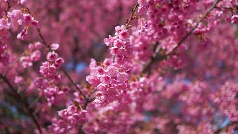 Cherry blossoms in full bloom Foto stock
