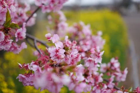 Cherry blossoms in full bloom Stockfoto's