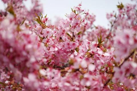Cherry blossoms in full bloom Stockfoto's