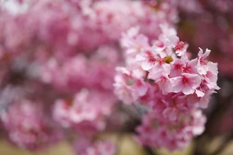 Cherry blossoms in full bloom Foto stock