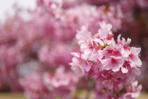 Cherry blossoms in full bloom Stockfoto's