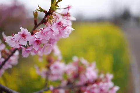Cherry blossoms in full bloom Foto stock