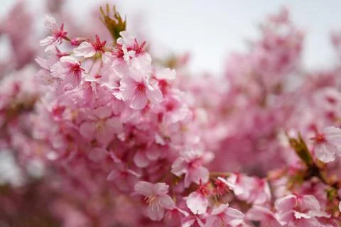 Cherry blossoms in full bloom Stockfoto's
