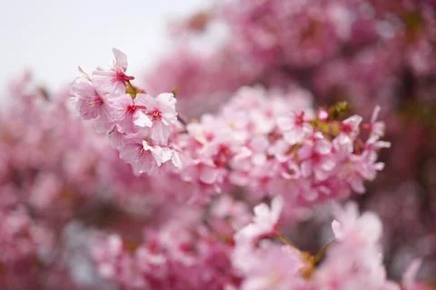 Cherry blossoms in full bloom Foto stock