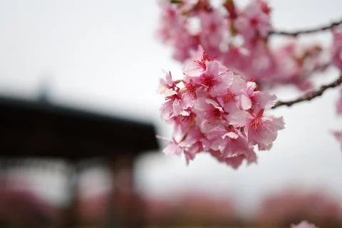 Cherry blossoms in full bloom Foto stock