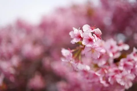 Cherry blossoms in full bloom Foto stock