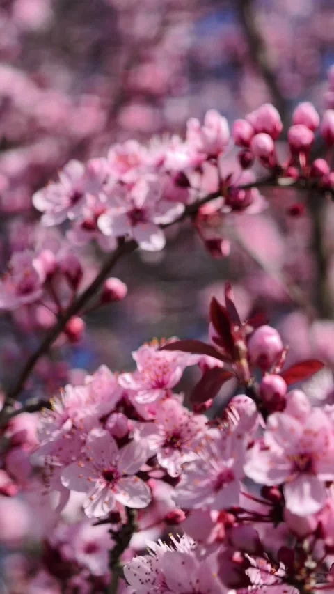 Cherry Blossoms in Full Bloom with Pink Petals and Soft Bokeh. Vertical video  Stock Footage 305779832