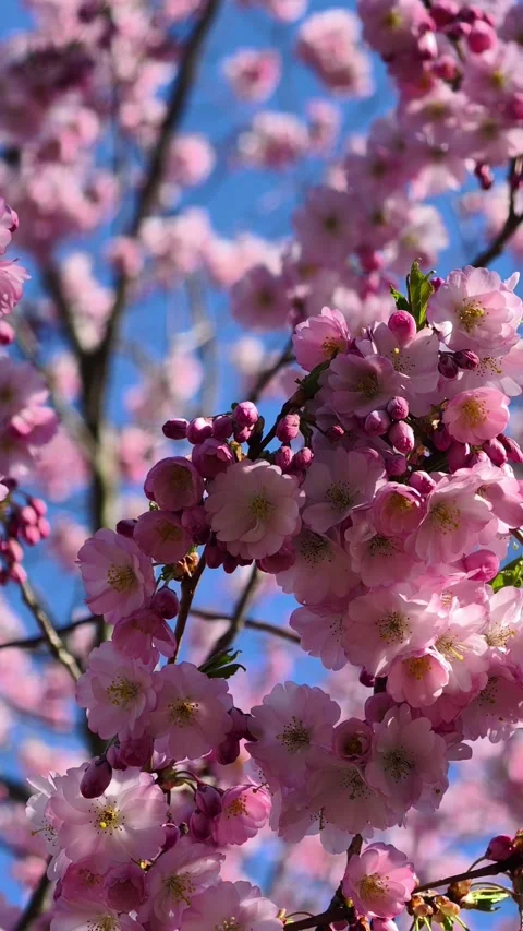 Cherry Blossoms in Full Bloom with Pink Petals and Soft Bokeh. Vertical footage  Video stock 305779882