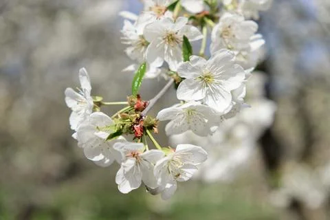 Cherry blossoms in full bloom, showcasing their white petals Stock Photos