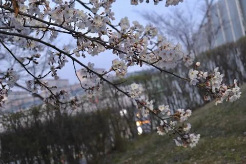 Cherry blossoms in full bloom, showcasing delicate pink and white petals. A.. Stock Photos