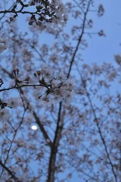 Cherry blossoms in full bloom, showcasing delicate pink and white petals. A.. Stock Photos