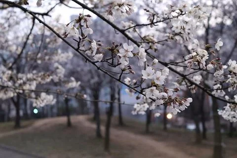 Cherry blossoms in full bloom, showcasing delicate pink and white petals. A.. Stock Photos