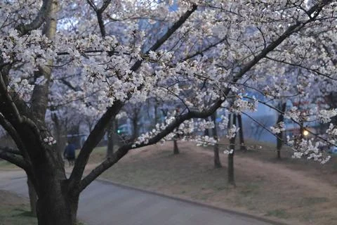Cherry blossoms in full bloom, showcasing delicate pink and white petals. A.. Stock Photos
