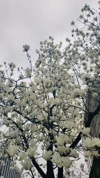Cherry blossoms in full bloom, showcasing delicate pink and white petals. A.. Stock Photos