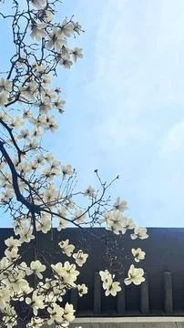 Cherry blossoms in full bloom, showcasing delicate pink and white petals. A.. Stock Photos