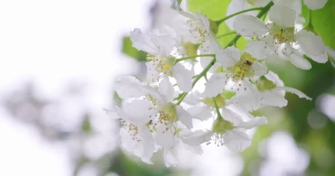 Cherry blossoms in full bloom in the spring. Macro shot of Bird cherry blosso Stock Footage 131040940