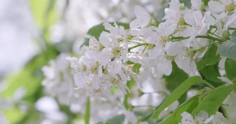 Cherry blossoms in full bloom in the spring. 4k Macro shot of Bird cherry blo Stock Footage 139254618