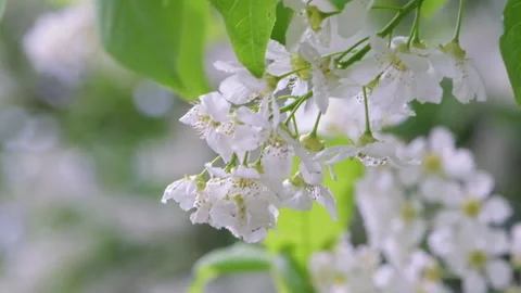 Cherry blossoms in full bloom in the spring. Macro shot of Bird cherry blosso Stock Footage 144170422