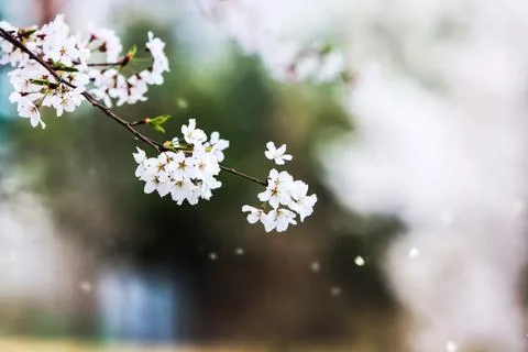 Cherry blossoms in full bloom in spring, beautiful petals fluttering in the wind Stock Photos