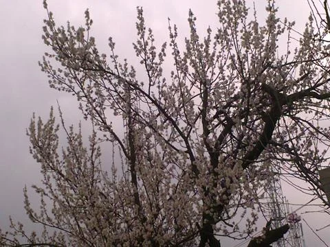 Cherry Blossoms In Full Bloom, The Spring Season In India Stock Photos
