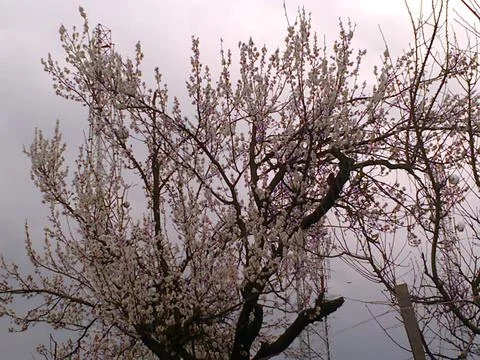 Cherry Blossoms In Full Bloom, The Spring Season In India Foto stock
