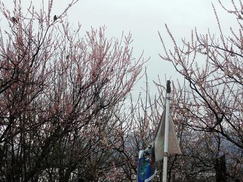 Cherry Blossoms In Full Bloom, The Spring Season In India Stock Photos