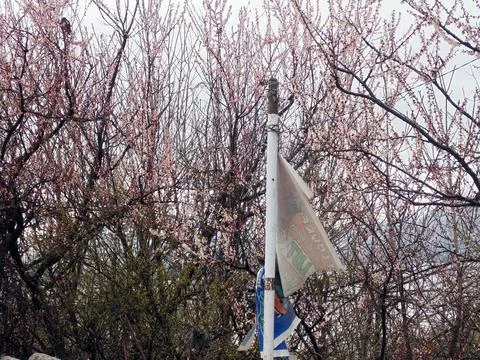 Cherry Blossoms In Full Bloom, The Spring Season In India Stock Photos