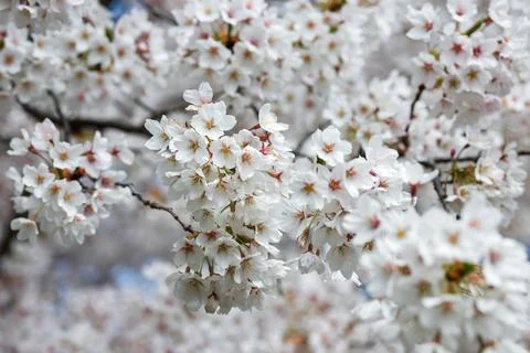 Cherry blossoms in full bloom in spring. Canada. Stock Photos