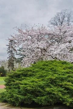 Cherry blossoms in full bloom in the springtime garden. 写真素材