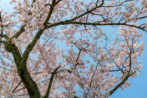 Cherry blossoms in full bloom in the sunlight in spring Stock Photos