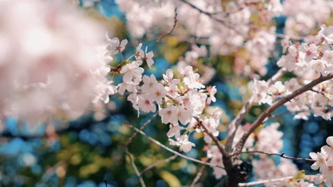 Cherry Blossoms in Full Bloom on a Sunny Spring Day – Japanese Sakura Stock Footage 307372931