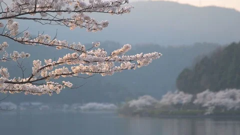 Cherry blossoms in full bloom at sunset at lake Biwa, Shiga Prefecture, Japan Stock Footage
