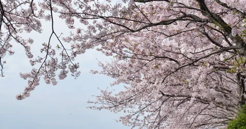 Cherry blossoms in full bloom swaying in the wind. Stock Footage 147309111