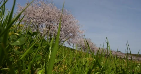 Cherry blossoms in full bloom swaying in the wind. Stock Footage 168388087