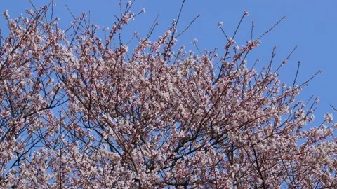 Cherry blossoms in full bloom swaying in the wind Stock Footage 236996269